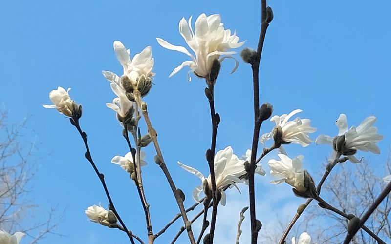 magnolia